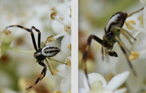 Misumena vatia